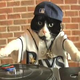 Illustration for article titled Heres a Video of a Cat on the Turntables